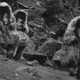 Illustration for article titled Hunt for the Yeti